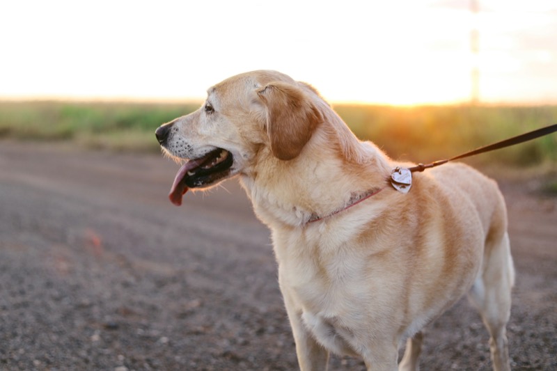 A dog outdoors on a walk at sunset